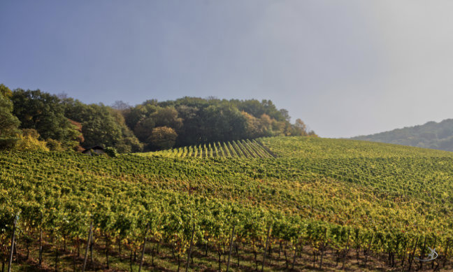 Trees and vines (German: Bäume und Weinreben)