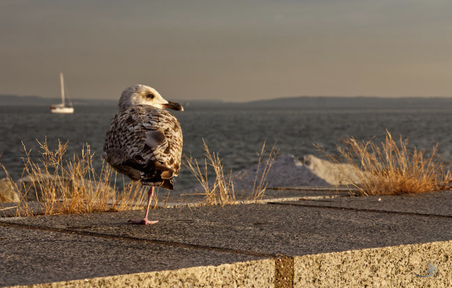 A seagull on the pier (German: Eine Möwe an der Mole)